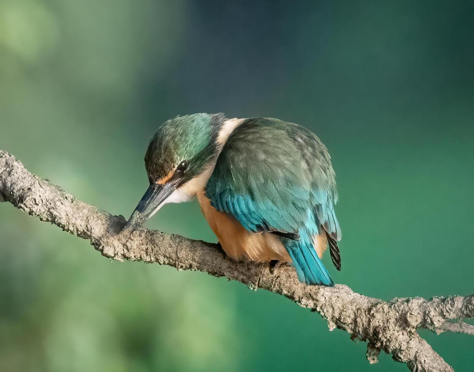 Moko Hiwi Escape - Kotare Suite Ruakaka Exteriér fotografie